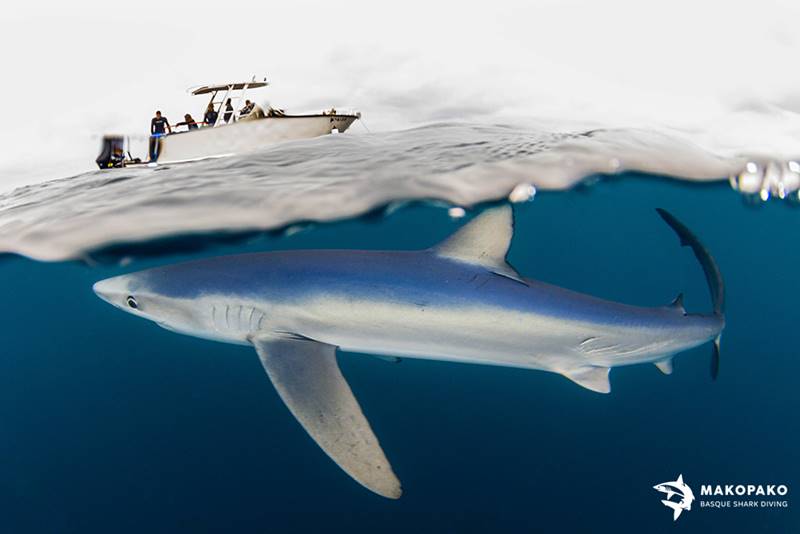 Mako Pako - Snorkel con tiburones en el Cantábrico.