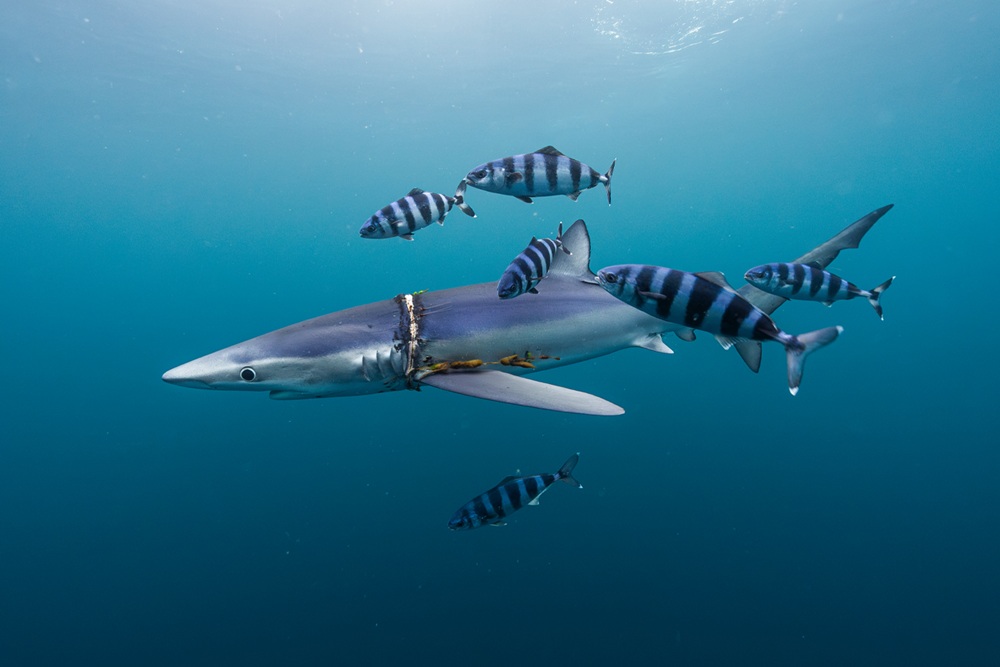 Blue Sharks